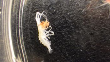 Media type: image;   Invertebrate Zoology 148163 Description: Live specimen.;